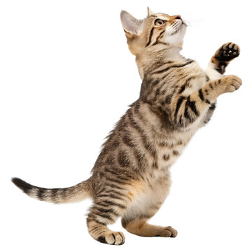 A curious cat standing on its hind legs isolated on a transparent background