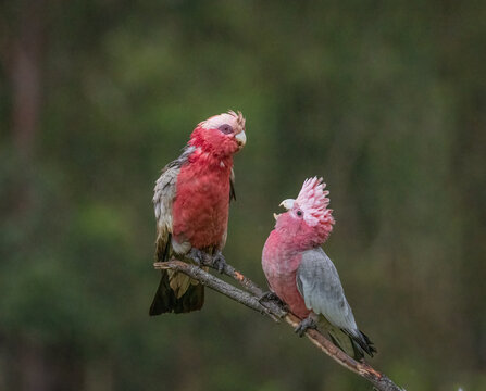 A juvenile galah cockatoo with raised crest desperately begs its rain bedraggled mother for food as the two galahs perch on a branch in a suburban garden on the Gold Coast in Queensland, Australia.