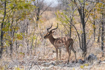 Impala männchen allein im Schatten überblickt die Lage