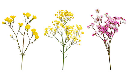 Obraz premium Set of small sprigs of yellow flowers of berberis thunbergii, pink chamelaucium and white gypsophila isolated