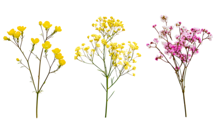 Set of small sprigs of yellow flowers of berberis thunbergii, pink chamelaucium and white gypsophila isolated