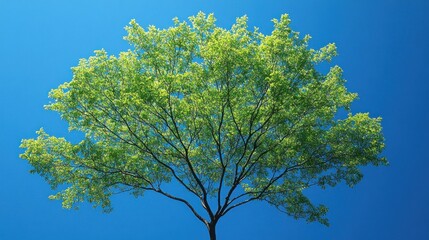 Fototapeta premium Lush green tree against a vibrant blue sky.