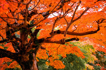 autumn leaves on the tree
