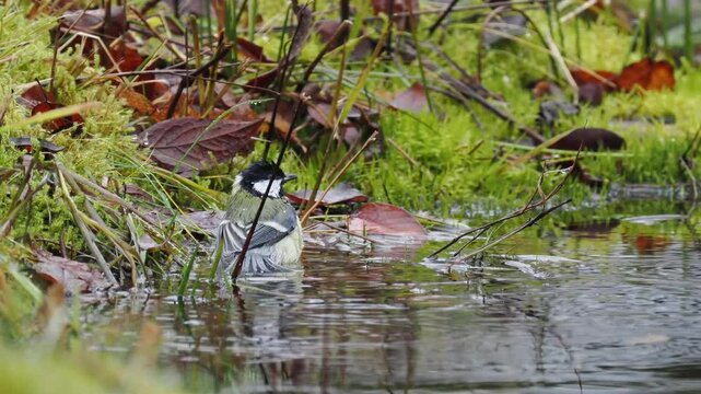 Kohlmeise (Parus major)      
