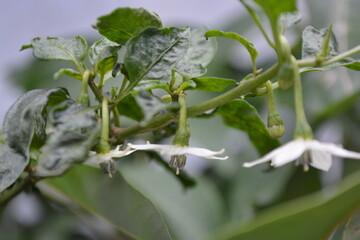 Chilli flower