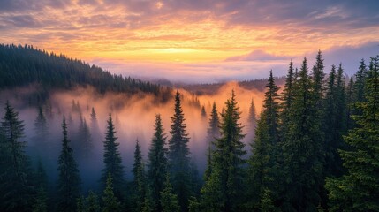 Fototapeta premium Vibrant sunrise illuminating misty forest landscape nature scenic viewpoint with golden horizon