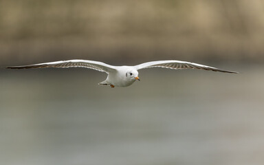 Lachmöwe (Chroicocephalus ridibundus, Syn.: Larus ridibundus)