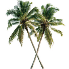 Two palm trees with lush green fronds crossing at the trunks, creating a striking vertical display.