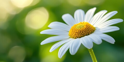 Obraz premium A close up view of a vibrant white daisy captures the essence of a sunny day, showcasing the beauty of nature and the delicate features of the white daisy in full bloom.