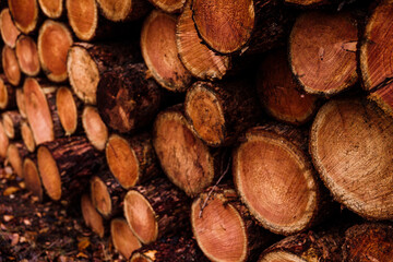Wood piled up in forest