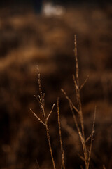 Winter grass blooming in the forest