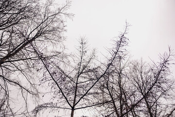 Obraz premium a skyscape of leaves in the sky