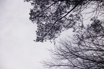 a skyscape of leaves in the sky