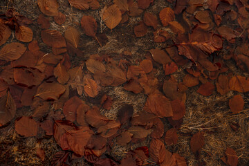 Foilage of leaves in a puddle of water