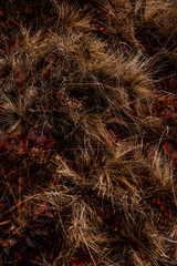 Foilage and winter grass in the ancient forest