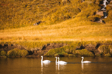 Swans on the Fosselar River in Iceland.