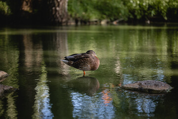 Mallard duck in a city park pond