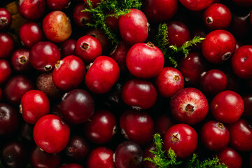 Close-up photo of red wild berries.