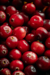 Close-up photo of red wild berries.