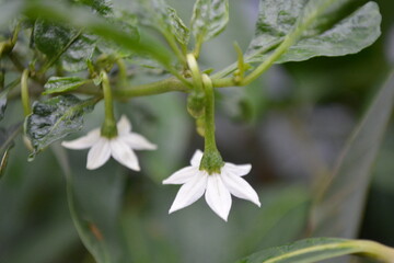 White chilli flower