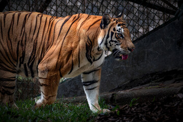 Closeup of golden tabby tiger
