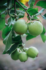 Green apples growing on tree close up