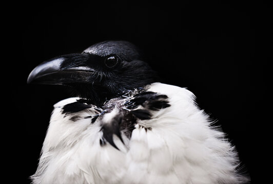 Side View Profle of Pied Crow Bird