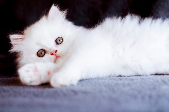Fluffy white kitten relaxing on blanket - Powered by Adobe