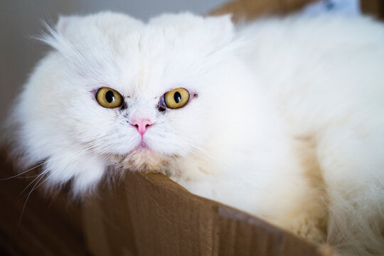 Fluffy White Cat Inside Cardboard Box