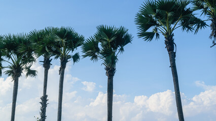 Thailand Phuket Krabi Bangkok Romantic Adventure Tour Panoramic Trees, Ocean And Mountains View...