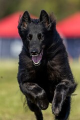 Black Belgian Tervuren Running Lure Course Sprint Dog Sport