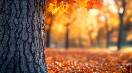 Obraz premium Autumnal tree trunk, fallen leaves, sunlight.