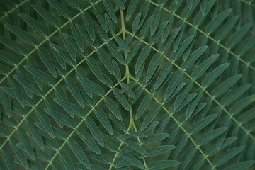 Symmetrical Green Leaf Pattern - Nature Background