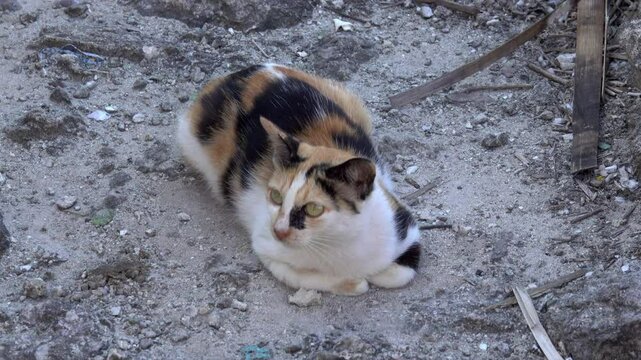 Calico cat sits on sand in Indonesian fishing village.
