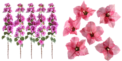  set of five pink Mediterranean Bougainvillea flowersset. Generative AI.
