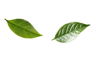 Obraz premium Two Vibrant Green Leaves Isolated on White Background, Perfect for Design Projects