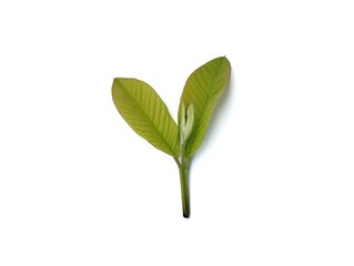 Guava leaves isolated on white background 