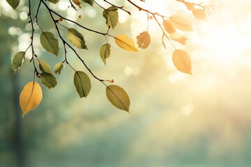 Sunlight filters through leaves during a serene autumn afternoon in a quiet forest
