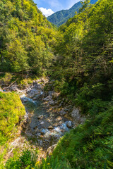 Tolmin gorges canyon flowing through lush green forest in slovenia