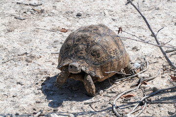 Leopardenschildkröte auf Sand in Etosha in der sengenden Hitze unterwegs