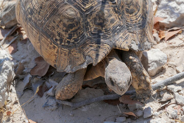 Leopardenschildkröte auf Sand in Etosha in der sengenden Hitze unterwegs