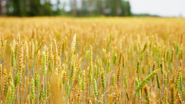 Head kernel of wheat swaying in slow motion, rack focus shallow depth of field natural backdrop
