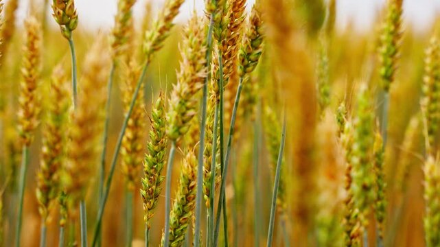 Sharp pointed head kernel of wheat swaying in slow motion in open field, telephoto pan right