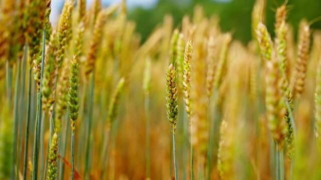 Head kernel of wheat swaying in slow motion, rack focus shallow depth of field natural backgorund