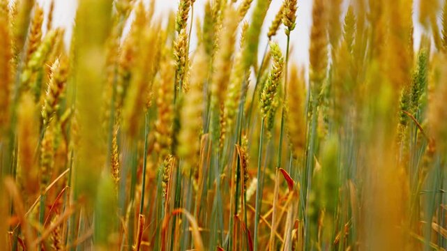 Ascend along steam and leaves to head kernel of wheat swaying, macro telephoto closeup detailed view for backdrop