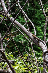 Fototapeta premium A snake is slithering on the tree