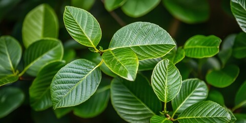 Naklejka premium Bright green young water guava leaves create a vibrant scene, showcasing the lush beauty of young water guava foliage in nature, perfect for highlighting the freshness of water guava leaves.