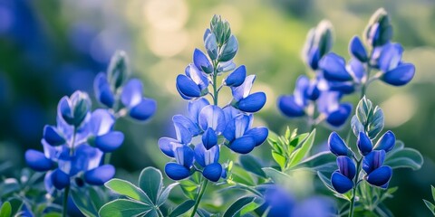 Vibrant Wild Blue Indigo Baptisia australis showcases stunning blue hues, exemplifying the beauty of Wild Blue Indigo in nature and its distinctive characteristics in various settings.