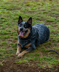 Australian cattle dog smiling at the park 