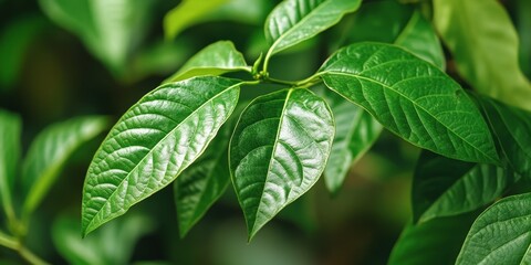 Obraz premium Young avocado leaves possess beneficial properties and can be utilized in herbal medicine for various purposes. The herbal medicine benefits of young avocado leaves are noteworthy and valuable.